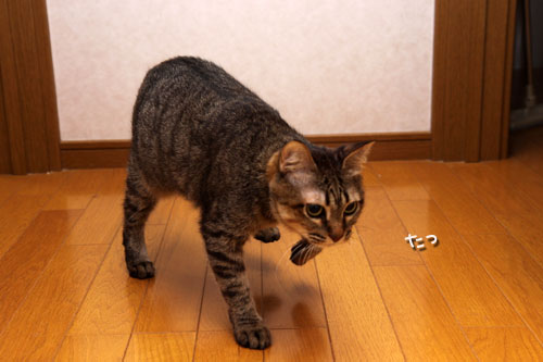 夜のハプニング_d0355333_19114704.jpg