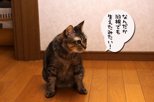 夜のハプニング_d0355333_19114777.jpg