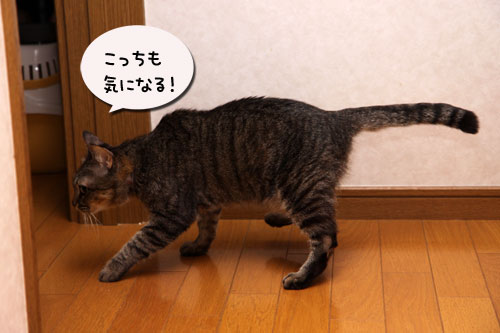 夜のハプニング_d0355333_19114786.jpg