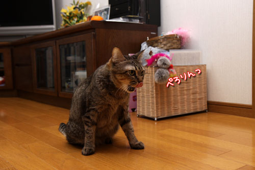 どんどこが止まらない!_d0355333_19114995.jpg