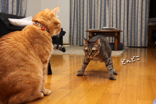 どんどこが止まらない!_d0355333_19115001.jpg