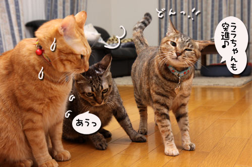 どんどこが止まらない!_d0355333_19115009.jpg
