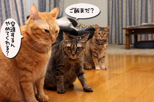どんどこが止まらない!_d0355333_19115034.jpg