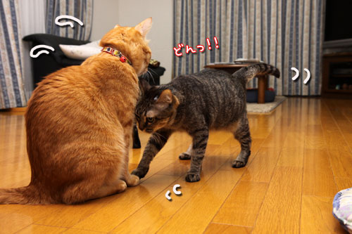 どんどこが止まらない!_d0355333_19115053.jpg