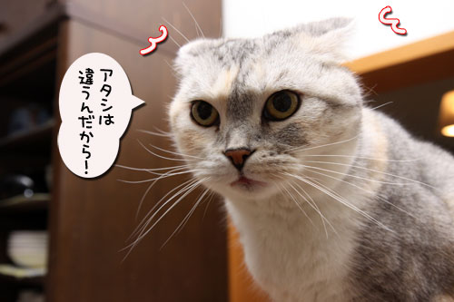 あれから一年。_d0355333_19115211.jpg