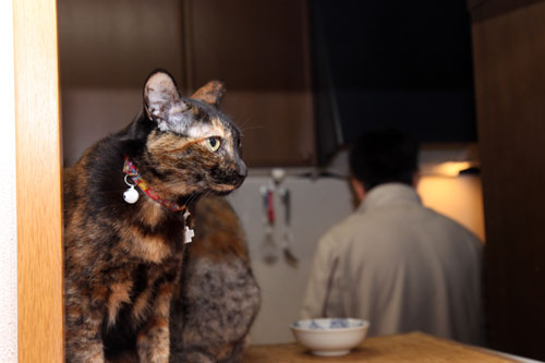 12日の夜と「犬と猫と人間と」レビュー_d0355333_19115303.jpg