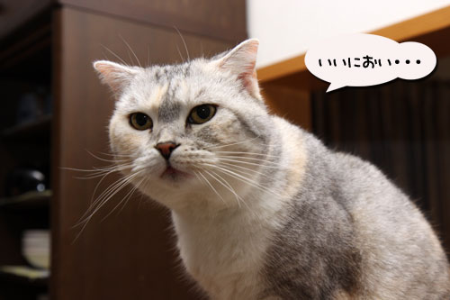 12日の夜と「犬と猫と人間と」レビュー_d0355333_19115327.jpg
