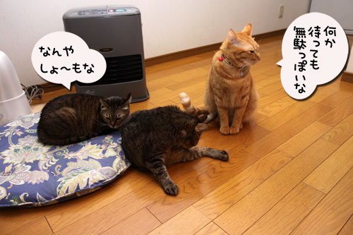 12日の夜と「犬と猫と人間と」レビュー_d0355333_19115455.jpg