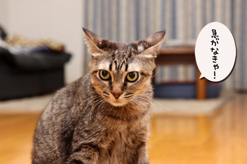 12日の夜と「犬と猫と人間と」レビュー_d0355333_19115465.jpg