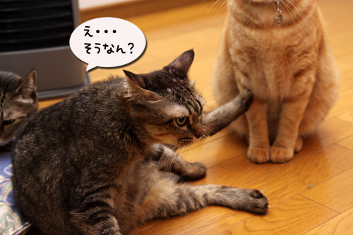 12日の夜と「犬と猫と人間と」レビュー_d0355333_19115493.jpg