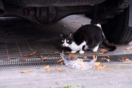 12日の夜と「犬と猫と人間と」レビュー_d0355333_19115538.jpg