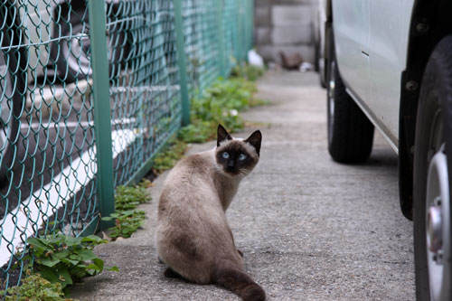 12日の夜と「犬と猫と人間と」レビュー_d0355333_19115551.jpg