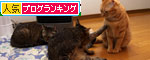 12日の夜と「犬と猫と人間と」レビュー_d0355333_19115580.jpg