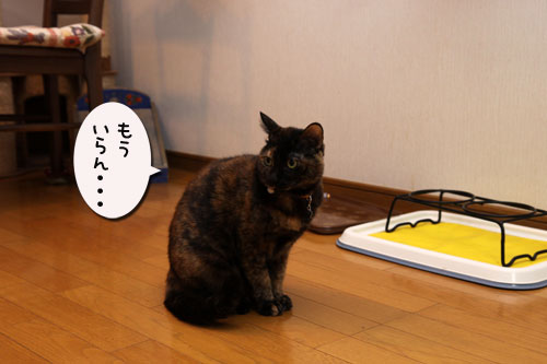 猫草、みんなの反応は_d0355333_19120607.jpg