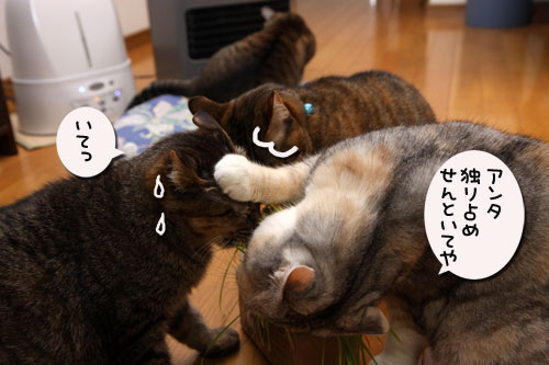 猫草、みんなの反応は_d0355333_19120630.jpg