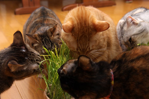 猫草、みんなの反応は_d0355333_19120638.jpg