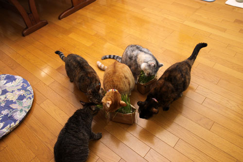 猫草、みんなの反応は_d0355333_19120640.jpg