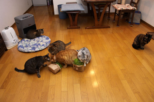 猫草、みんなの反応は_d0355333_19120647.jpg