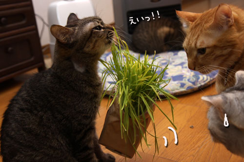 猫草、みんなの反応は_d0355333_19120660.jpg
