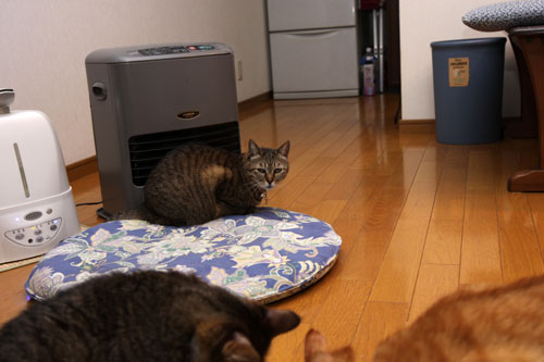 猫草、みんなの反応は_d0355333_19120683.jpg