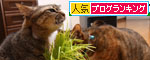 猫草、みんなの反応は_d0355333_19120736.jpg