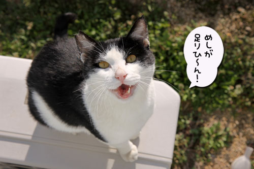 グルメ猫は誰だ?_d0355333_19121568.jpg