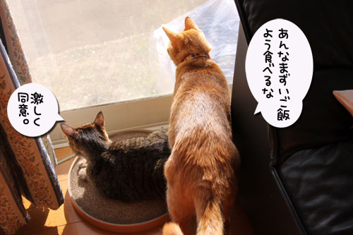グルメ猫は誰だ?_d0355333_19121570.jpg