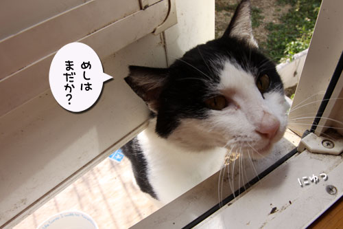 グルメ猫は誰だ?_d0355333_19121576.jpg