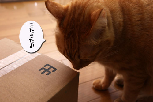 煮干でクリスマス_d0355333_19121756.jpg
