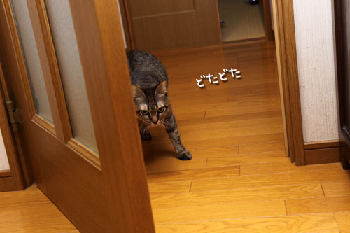 煮干でクリスマス_d0355333_19121811.jpg