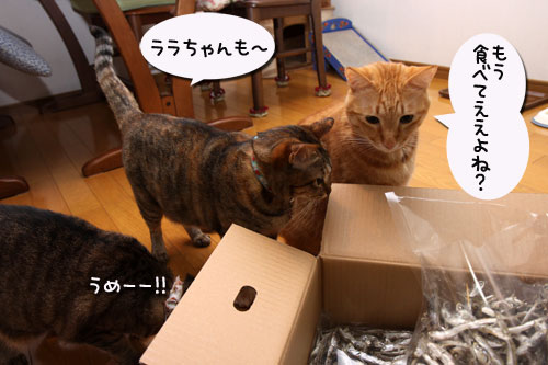 煮干でクリスマス_d0355333_19121881.jpg