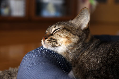 あすかちゃん永眠しました_d0355333_19250546.jpg