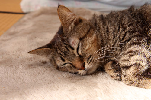 あすかちゃん永眠しました_d0355333_19250566.jpg