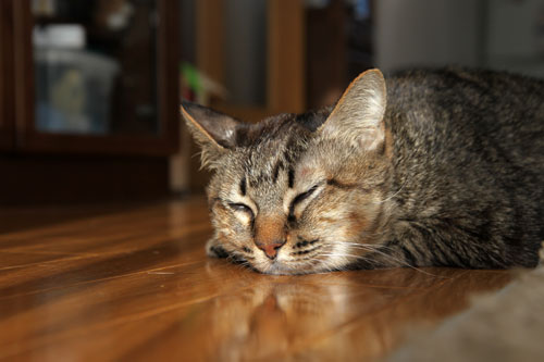 あすかちゃん永眠しました_d0355333_19250597.jpg
