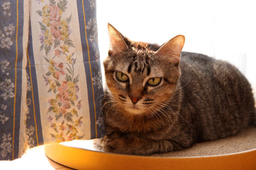 猪か猫か?_d0355333_19251303.jpg
