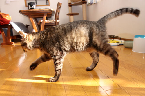 猪か猫か?_d0355333_19251423.jpg