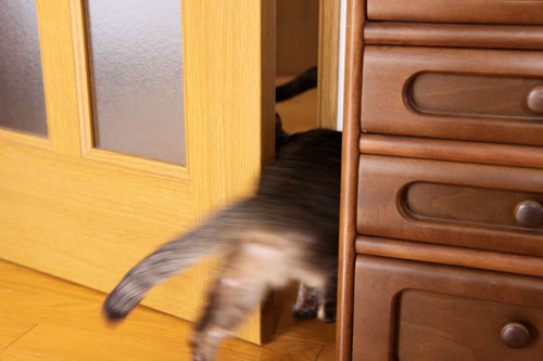 猪か猫か?_d0355333_19251434.jpg