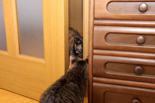 猪か猫か?_d0355333_19251461.jpg
