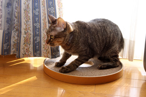 猪か猫か?_d0355333_19251499.jpg