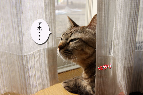 幸せのたね_d0355333_19251672.jpg