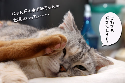 幸せのたね_d0355333_19251675.jpg