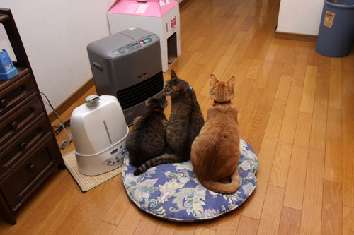 期待どうりの行動_d0355333_19252076.jpg