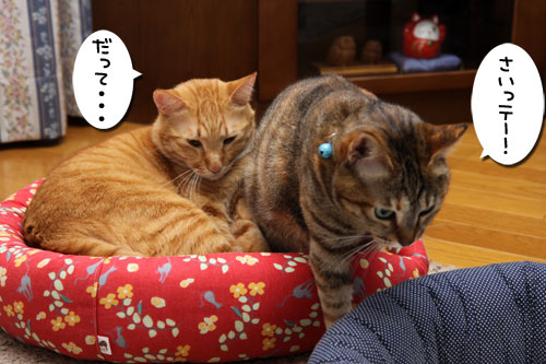 ホントのことを言うとね_d0355333_19252636.jpg