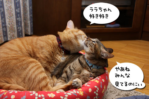 ホントのことを言うとね_d0355333_19252645.jpg