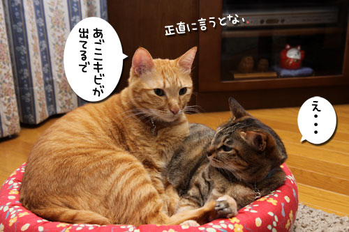 ホントのことを言うとね_d0355333_19252681.jpg