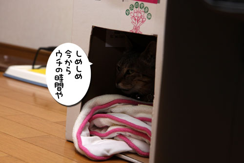ホントのことを言うとね_d0355333_19252741.jpg