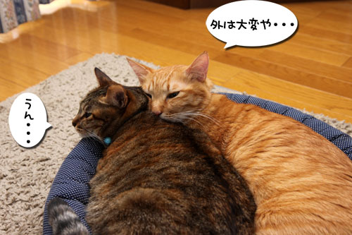 ララちゃんの話を聞いてください_d0355333_19253025.jpg