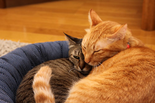 猫違い_d0355333_19253676.jpg