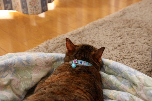 猫違い_d0355333_19253688.jpg