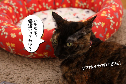 猫違い_d0355333_19253705.jpg